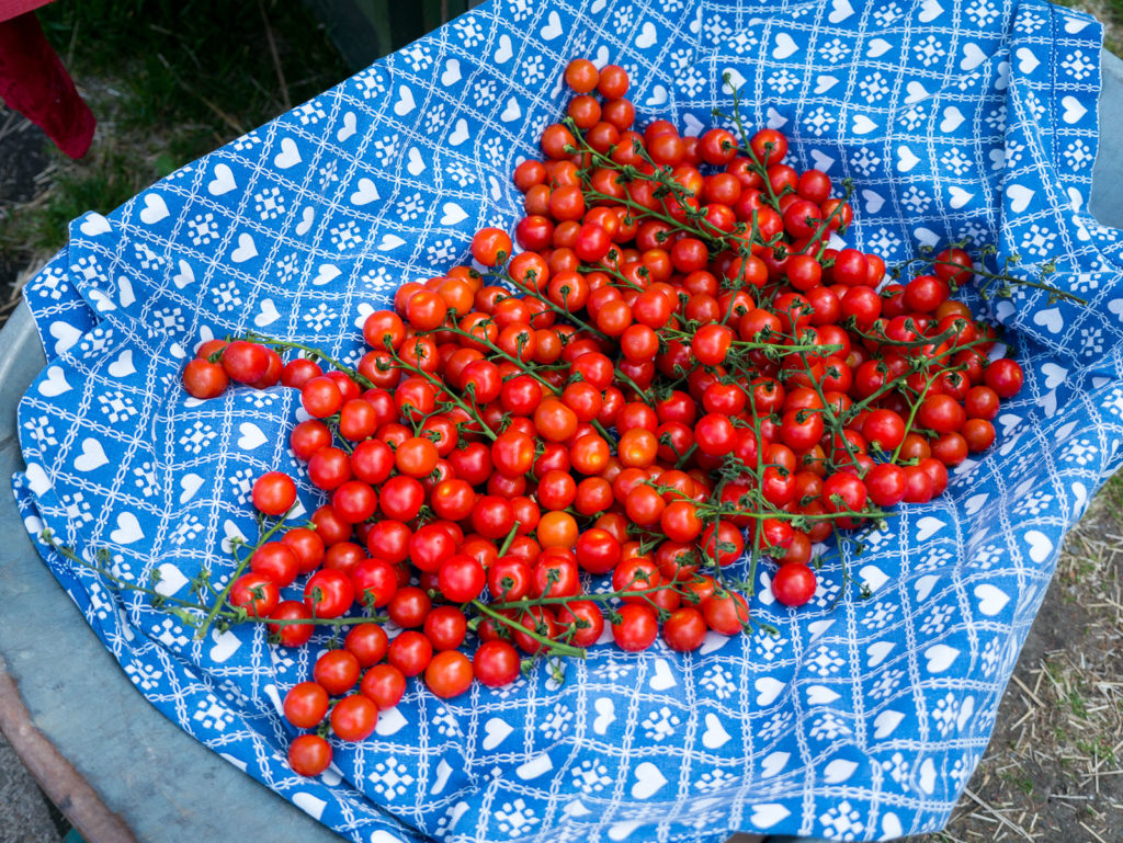 tomatenklang Tomaten
